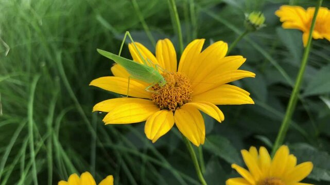 green cricket on yellow flower. sickle-bearing bush-cricket on calliopsis, or tickseed. Latin: phaneroptera falcata (insect), coreopsis (flower). beautiful nature 4k footage with copy space