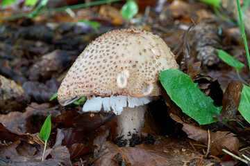 Amanita rubescens mushroom in the leaves. Known as blusher or Eurasian Blusher. Wild edible mushroom in spruce forest.