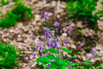 Obraz premium flowers in the garden