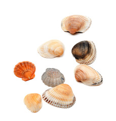 Seashells isolated on white
