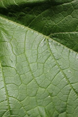 A closeup of a green leaf.