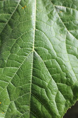 A closeup of a green leaf.