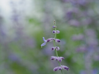 青紫のロシアンセージ