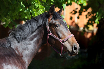 Obraz premium Profile portrait of a sports thoroughbred horse in nature background