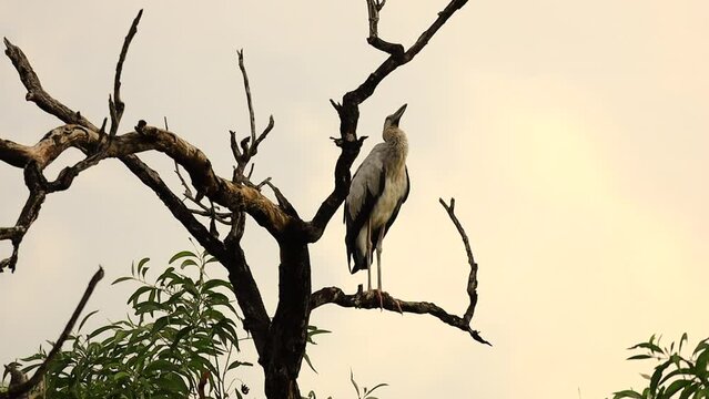 Asian openbill stork, Anastomus oscitans, large wading bird perching on tree branch in forest park at twilight, also called open-beak as the two parts of the bill touch only at the base and tip