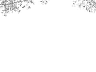 Realistic transparent shadow of a bamboo branch with leaves isolated on a transparent background. Leaves and window pane shadow 