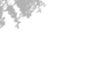 Realistic transparent shadow of a bamboo branch with leaves isolated on a transparent background. Leaves and window pane shadow 