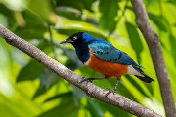 Superb Starling - Lamprotornis superbus, beautiful shining starling from African woodlands and bushes, Tsavo East, Kenya.