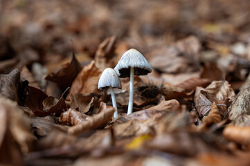 Mushrooms between autumn leaves