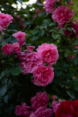 Summer landscape with blossom  pink roses nature background