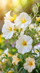 Fototapeta premium A close-up image of white petunias in full bloom, captured in a summer garden