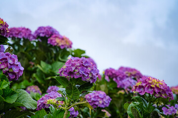 View of hydrangeas (hortensia) by the mountains in Northern Blossoms Garden, Atok Benguet Philippines.