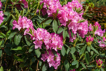 Bright pink Rhododendron Azalea flowers close-up. Luxury inflorescences of rhododendron in Public landscape city park 'Krasnodar' or 'Galitsky'. Ornamental Rhododendron with beautiful pink flowers
