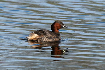 Grèbe castagneux,.Tachybaptus ruficollis, Little Grebe