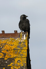Choucas des tours,.Coloeus monedula , Western Jackdaw