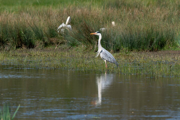 Héron cendré, Ardea cinerea, Grey Heron