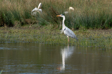 Héron cendré, Ardea cinerea, Grey Heron