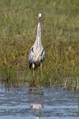 Héron cendré, Ardea cinerea, Grey Heron