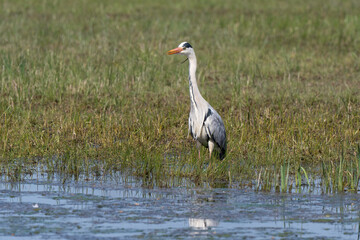 Héron cendré, Ardea cinerea, Grey Heron