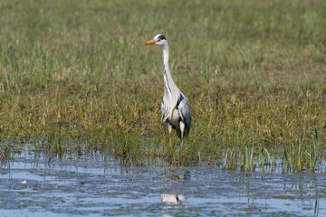 Héron cendré, Ardea cinerea, Grey Heron