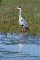 Héron cendré, Ardea cinerea, Grey Heron