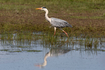 Fototapeta premium Héron cendré, Ardea cinerea, Grey Heron