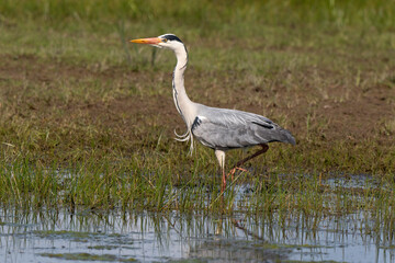 Héron cendré, Ardea cinerea, Grey Heron