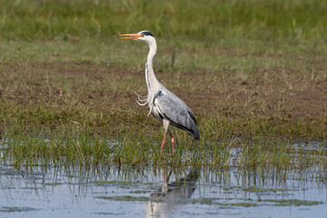 Héron cendré, Ardea cinerea, Grey Heron