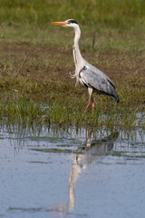 Héron cendré, Ardea cinerea, Grey Heron