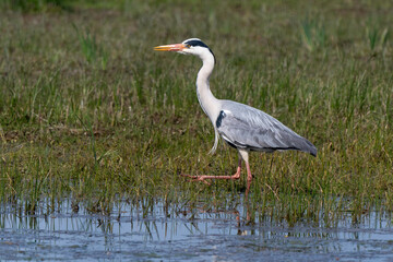 Héron cendré, Ardea cinerea, Grey Heron