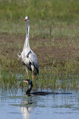 Héron cendré, Ardea cinerea, Grey Heron