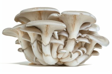 white background with oyster mushrooms