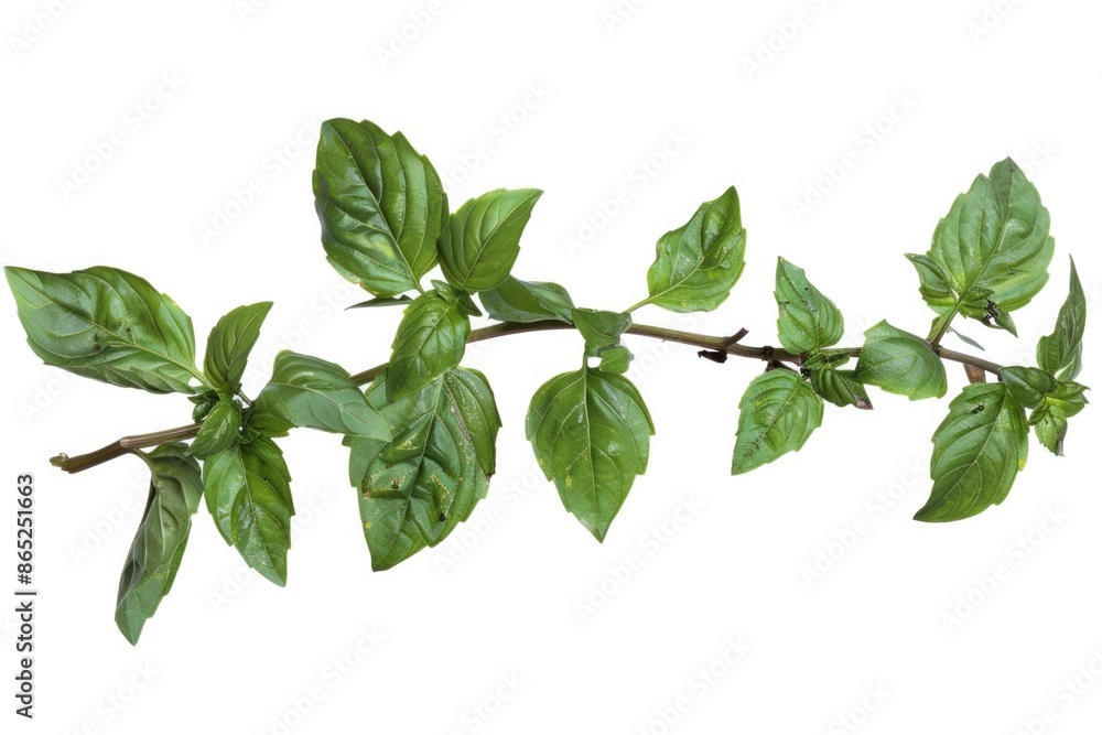 Wall mural sprig herb. green basil sprig isolated on white background. culinary ingredient and garnish - Wall murals