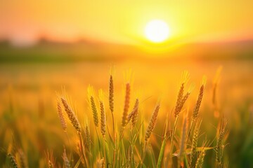 Obraz premium Sunrise Over Wheat Field. Golden Wild Wheat Glowing in Sunlight