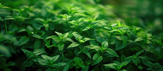 Obraz premium Green background in its natural state