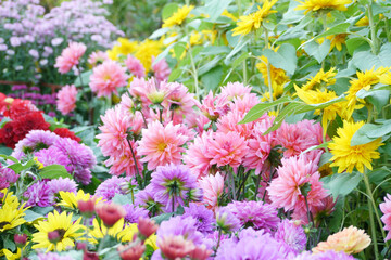 Beautiful yellow chrysanthemums, pink chrysanthemums, purple chrysanthemums in the garden. Spring or autumn scenery.