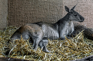 Eastern grey kangaroo on the straw in their enclosure. Latin name - Macropus giganteus  © Mikhail Blajenov