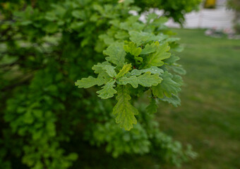 oak tree leaves