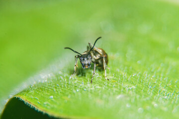 Closeup photo of black ants on a leaf
