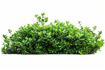 Fototapeta premium Green garden bushes cut out on white background.