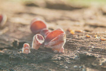 Wood mushrooms thrive on dead or weathered wood against a beautifully blurred background