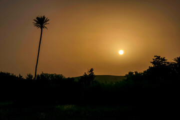 silhouette of a tree