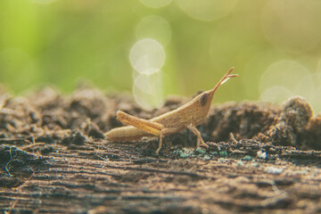 close-up photo of a brown grasshopper with a beautifully blurred background