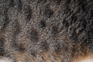 Tabby cat fur texture background. Pet hair backdrop. 