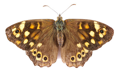 Speckled wood butterfly, Pararge aegeria, isolated on white, top view
