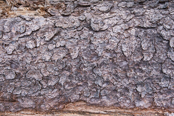 Pine tree bark textured background. Relief creative texture of an old pine bark. Natural pattern background, texture. Top view. Place for text.