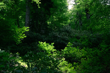 Fototapeta premium Nature