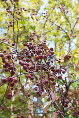 Fruits of crab apple, tiny  red apple fruits, summer garden, ornamental tree