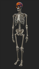Realistic Human Skeleton in Various Poses, Generative AI