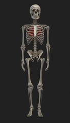 Realistic Human Skeleton in Various Poses, Generative AI